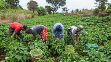 AGRIC KANO