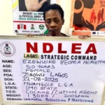 NDLEA Arrest Widow Using Fake Pregnancy to Traffic Cocaine, Destroy Skunk in Edo, Taraba, Ondo, Delta
