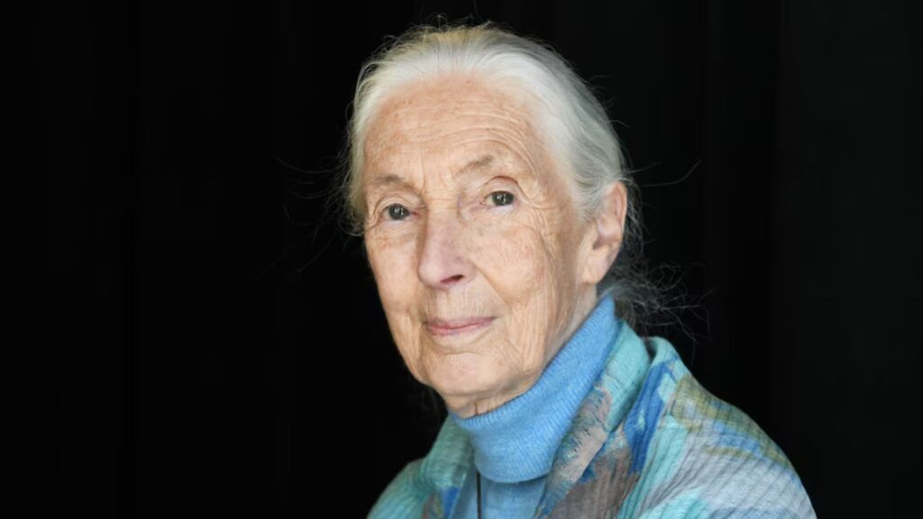 Jane Goodall, primatologist and ambassador for wildlife, dies at 91