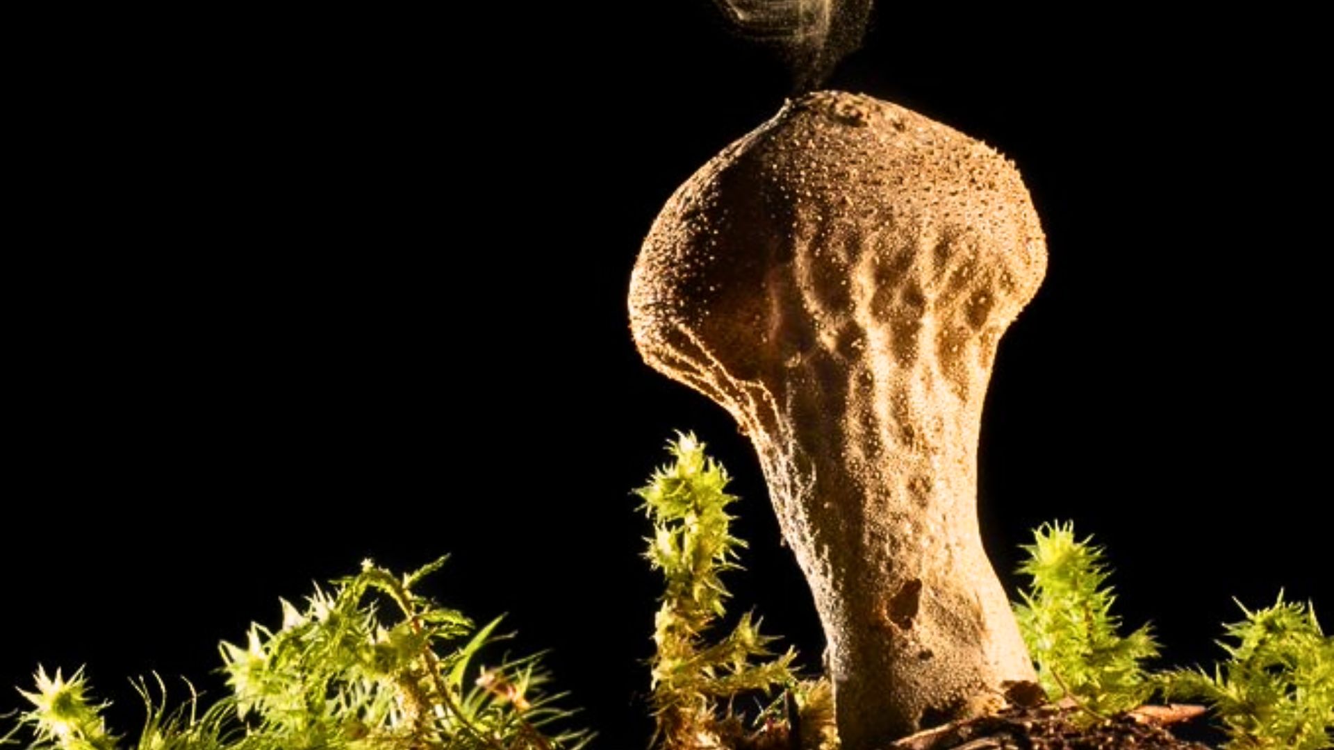 Ancient Mushrooms: Uncovering Their Crucial Role in Early Civilizations