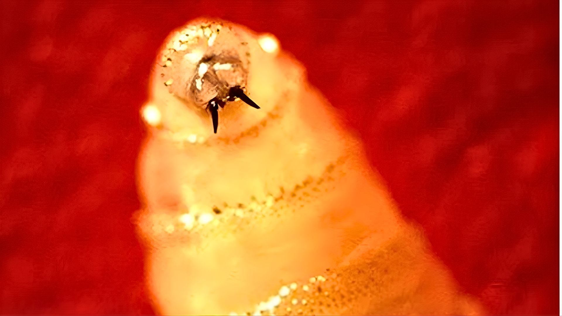 Flesh-Eating Screwworm Returns to US Soil for First Time in Decades